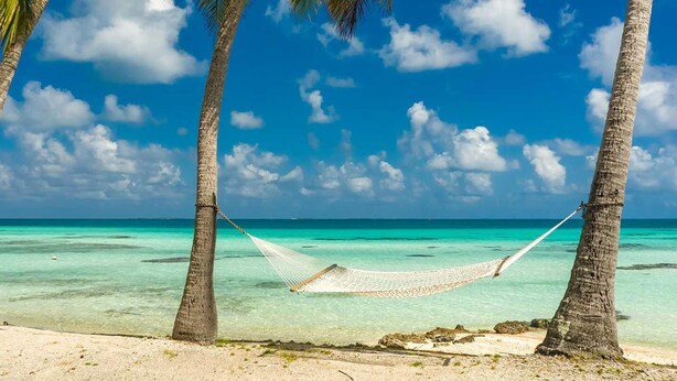 A hammock between palm trees on a beach with clear turquoise water. - Cocoloco - Catamaran Lagoon 52F SAN BLAS (Narganá)