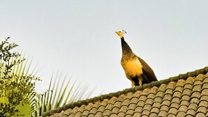 Un ocell posat sobre un teulat de rajola amb detalls arquitectònics tradicionals.