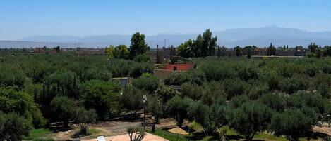 A swimming pool with lounge chairs and umbrellas, surrounded by trees and a view of distant mountains.