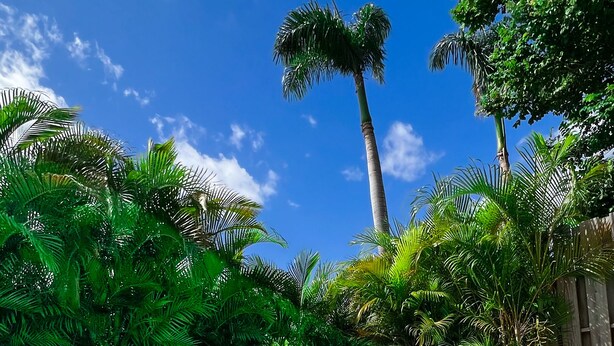 Ein klares, blaues Schwimmbecken, umgeben von üppiger tropischer Vegetation und einer hohen Palme.