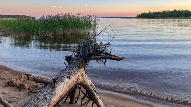 Un tronco de árbol caído sobre una playa arenosa con agua tranquila y una costa distante.