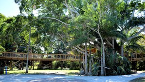 Un puente de madera sobre un sendero de concreto, con árboles y una palmera al fondo.