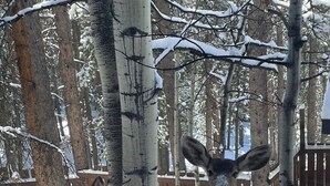 Un ciervo de pie en un bosque nevado, con árboles y una terraza de madera al fondo.