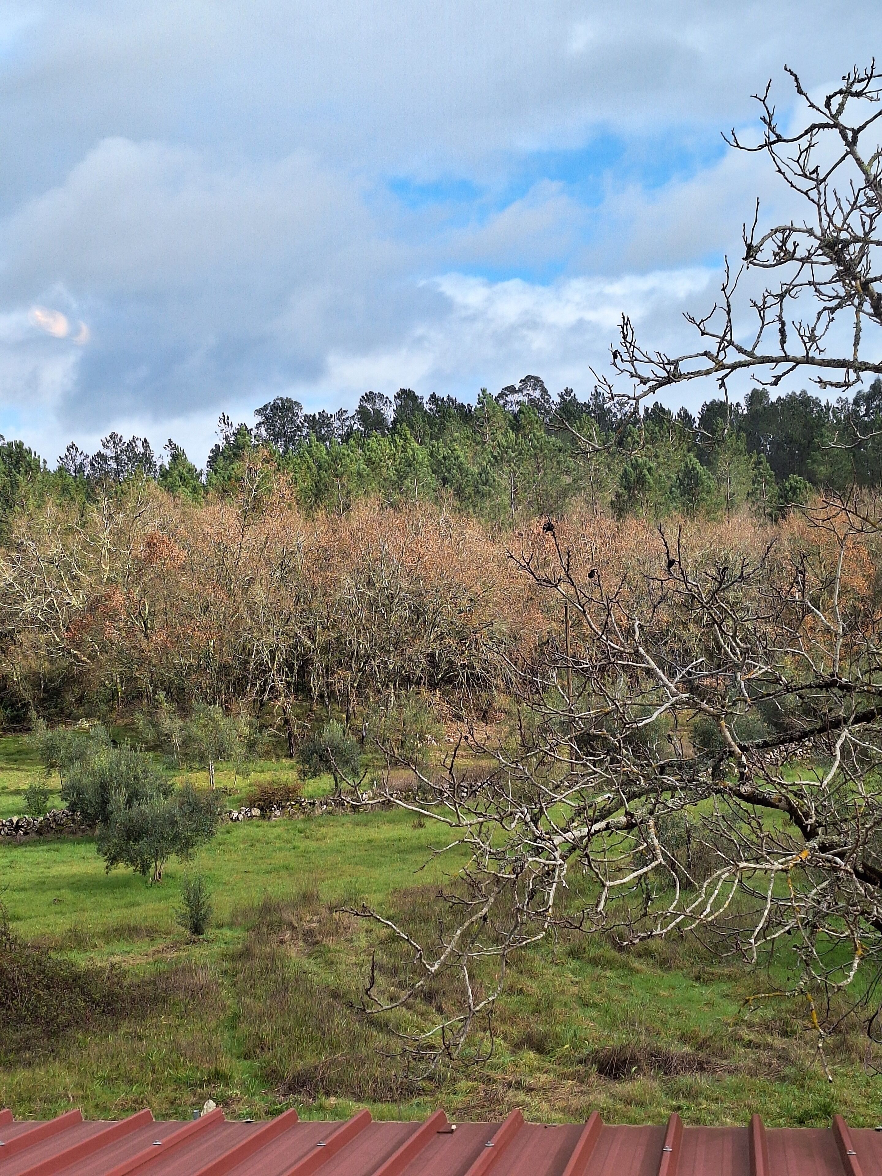 A rural landscape with a field, trees, and a cloudy sky.