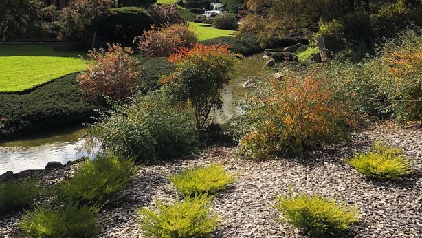 A garden with a pond, various plants, and a gazebo. - Authentic Farm Cottage (Cowra)