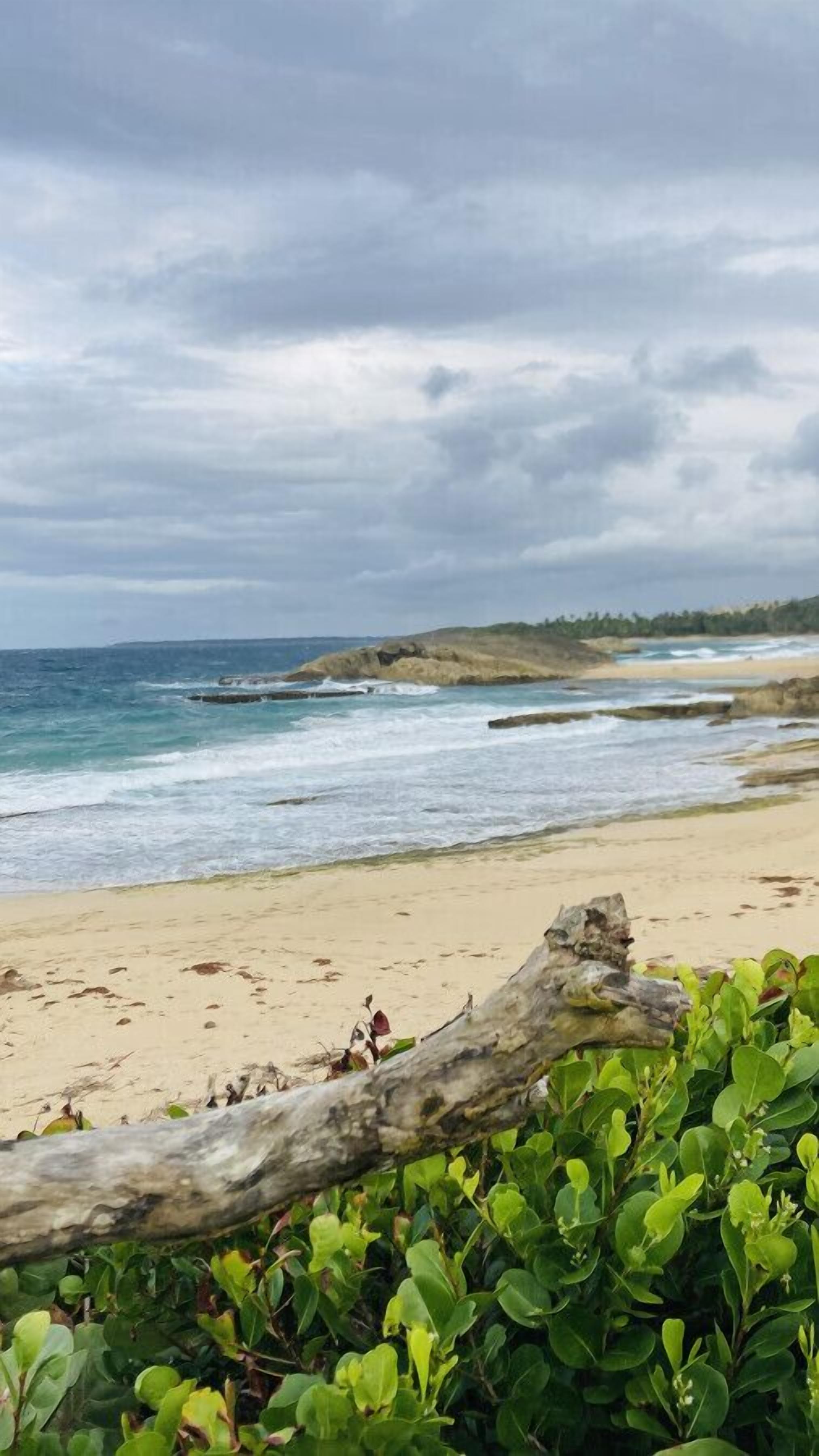 A beach with a rocky outcrop in the distance, a sandy shore, and green vegetation in the foreground.