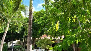 A swimming pool surrounded by palm trees and other greenery, with a clear blue sky above. - Mariposa End Unit Loft (Playas Del Coco)