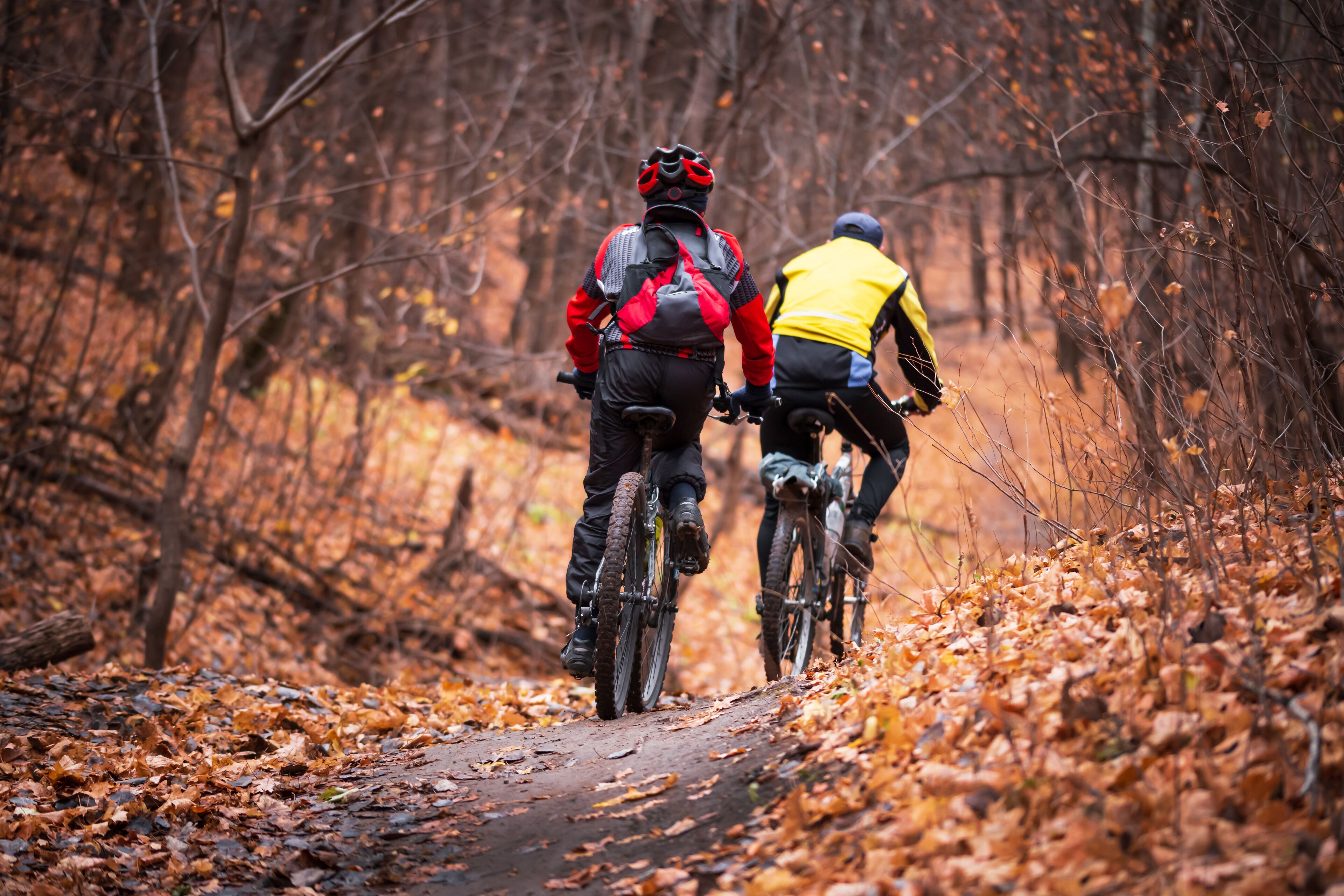 Two cyclists on a forest trail.