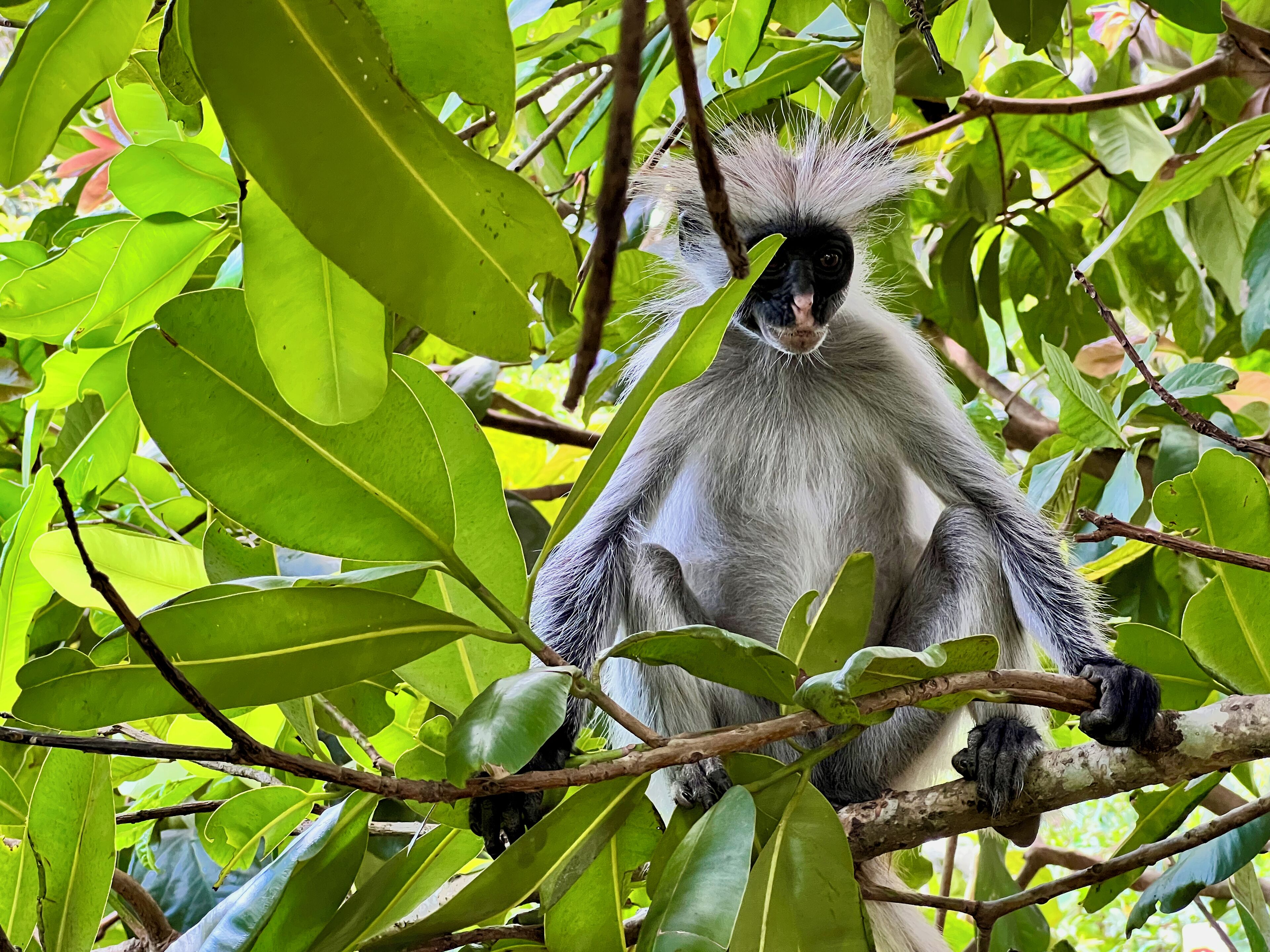 A primate with grey and white fur sitting on a tree branch surrounded by green leaves.