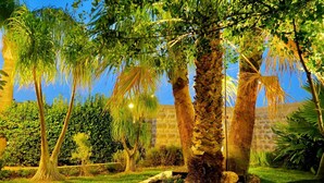 Un giardino con palme, un muro di pietra e un vialetto.