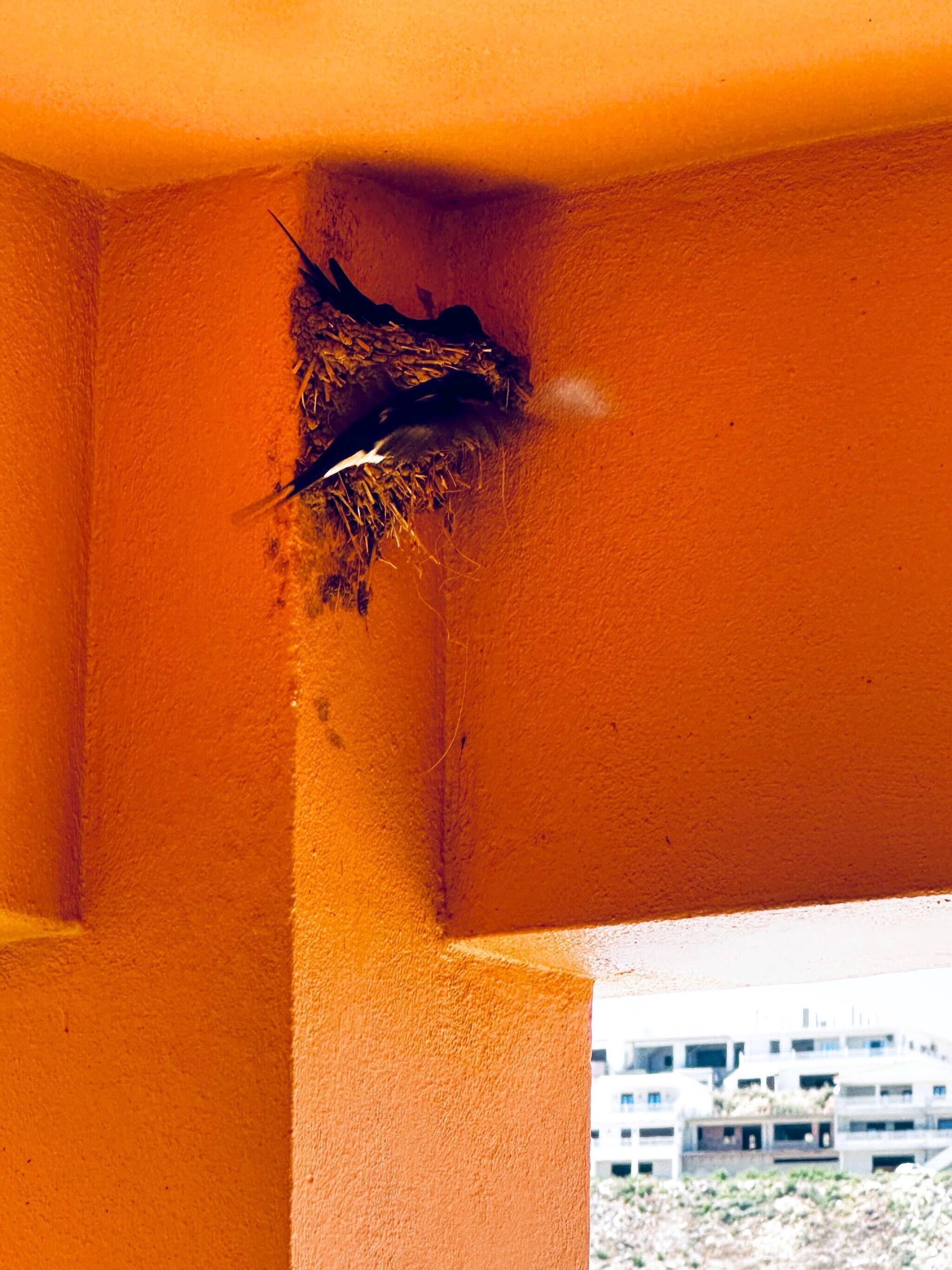 Ein Vogelhorst in einer Ecke eines orangefarben gestrichenen Gebäudes.