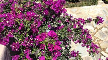 Vila, 2 kamar tidur, Boleh Merokok, balkon | Halaman properti