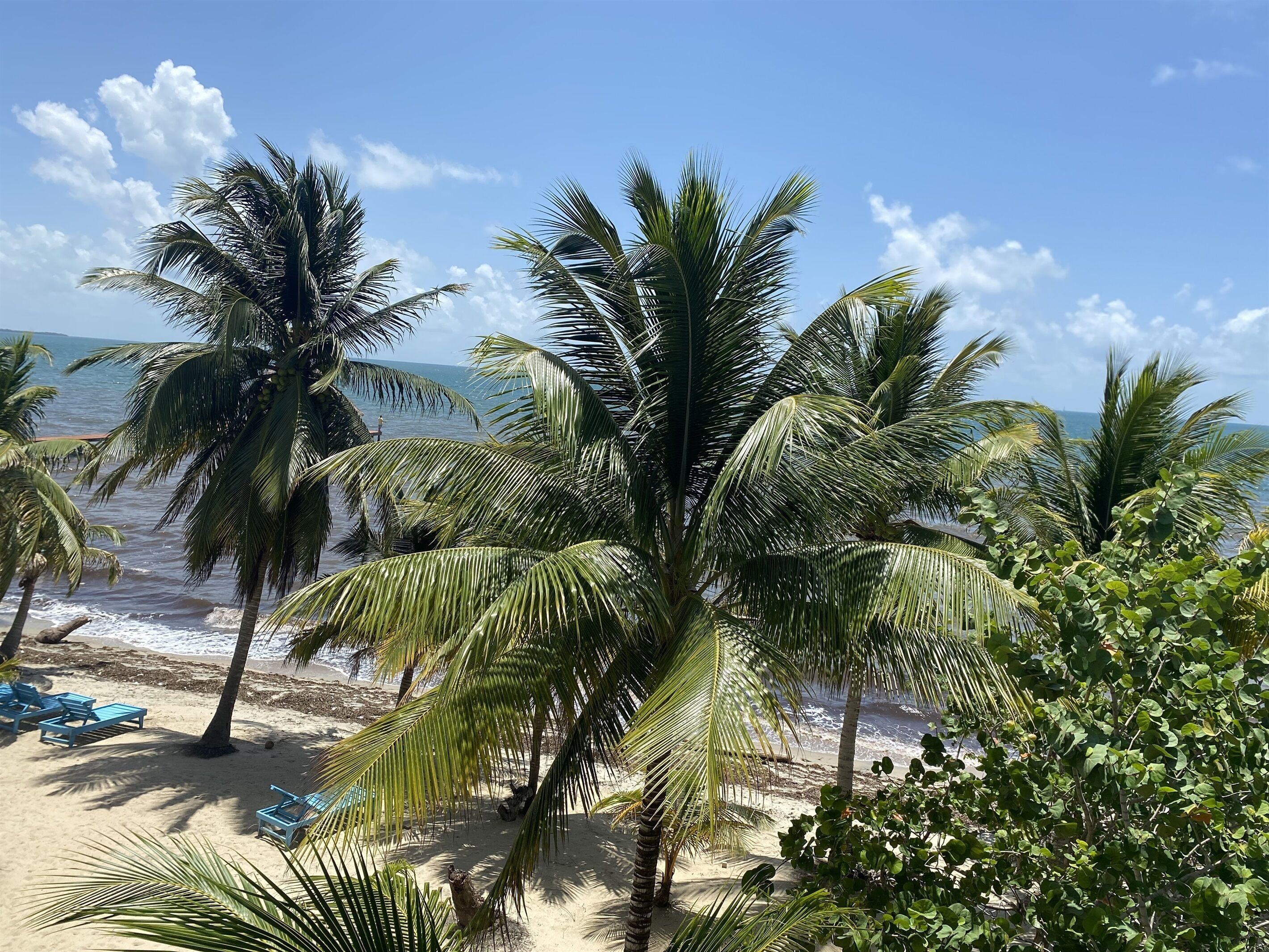 Una playa con palmeras y cielo despejado.