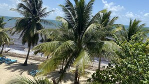 Ein Strand mit Palmen und blauem Himmel.