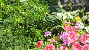 A garden with a stone wall, green foliage, and pink and purple flowers.