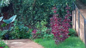 Een tuin met verschillende planten en een onverhard pad.