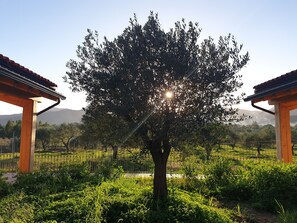 Un árbol con luz solar filtrándose entre sus hojas, rodeado de follaje y una cerca.