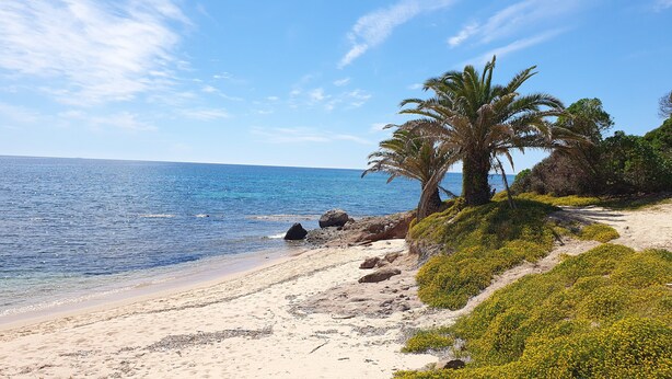 A beach with clear blue water, sandy shore, and a palm tree.