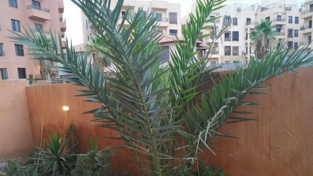 Ein kleiner Garten mit verschiedenen Pflanzen und einer Palme vor einem Gebäude mit mehreren Balkonen.