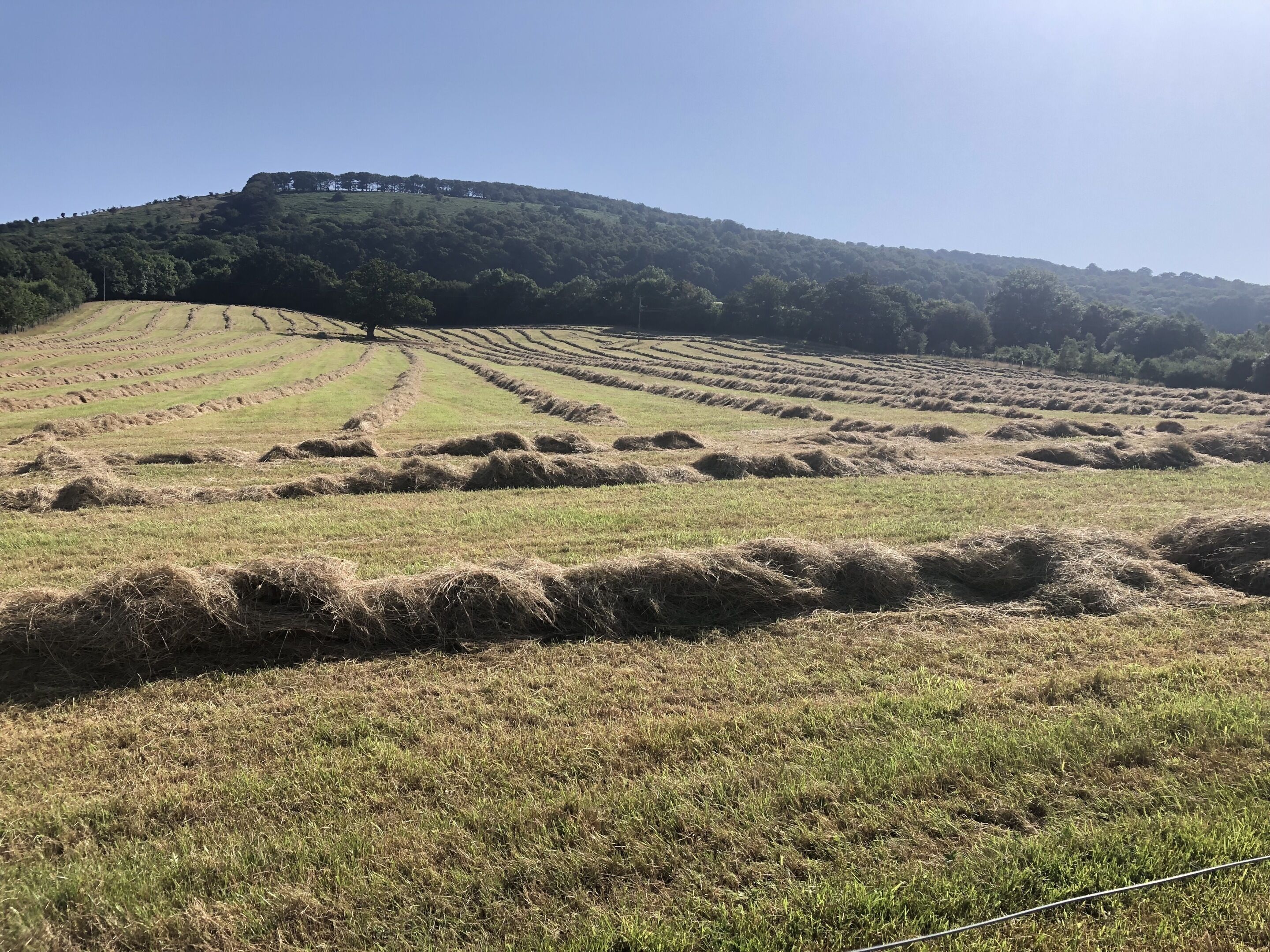 Making hay while the sunshines