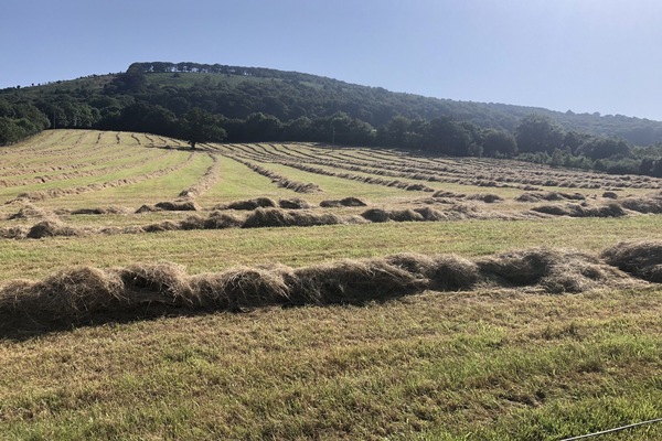 Making hay while the sunshines