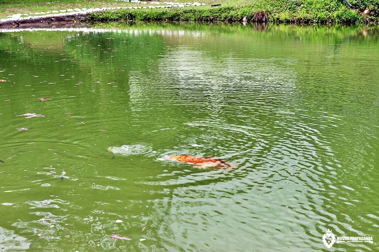 A pond with greenish water and a single fish swimming.