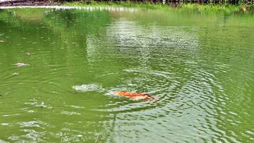 A pond with greenish water and a single fish swimming.