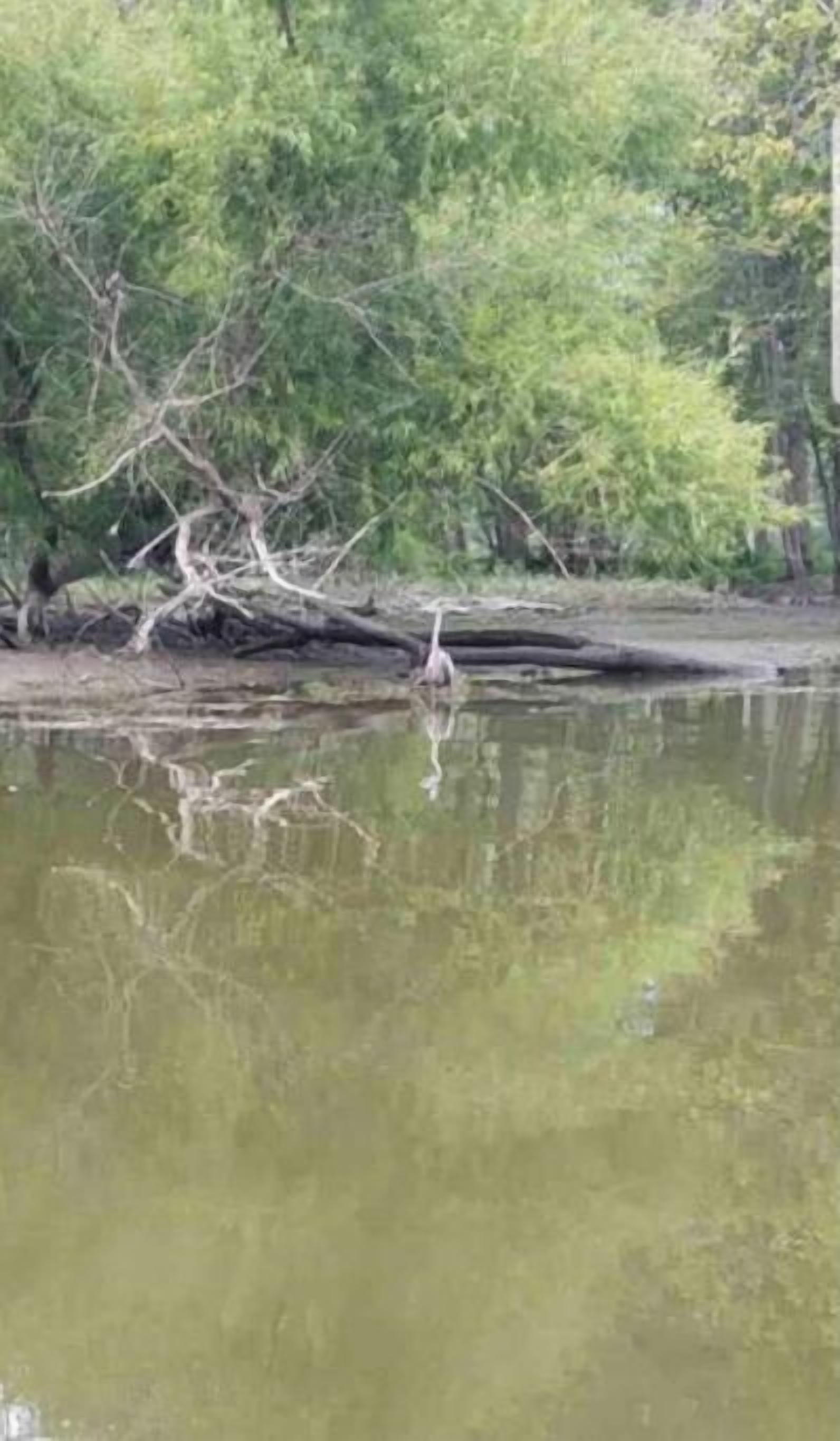 Paisaje natural con una masa de agua, árboles y un tronco de árbol caído.