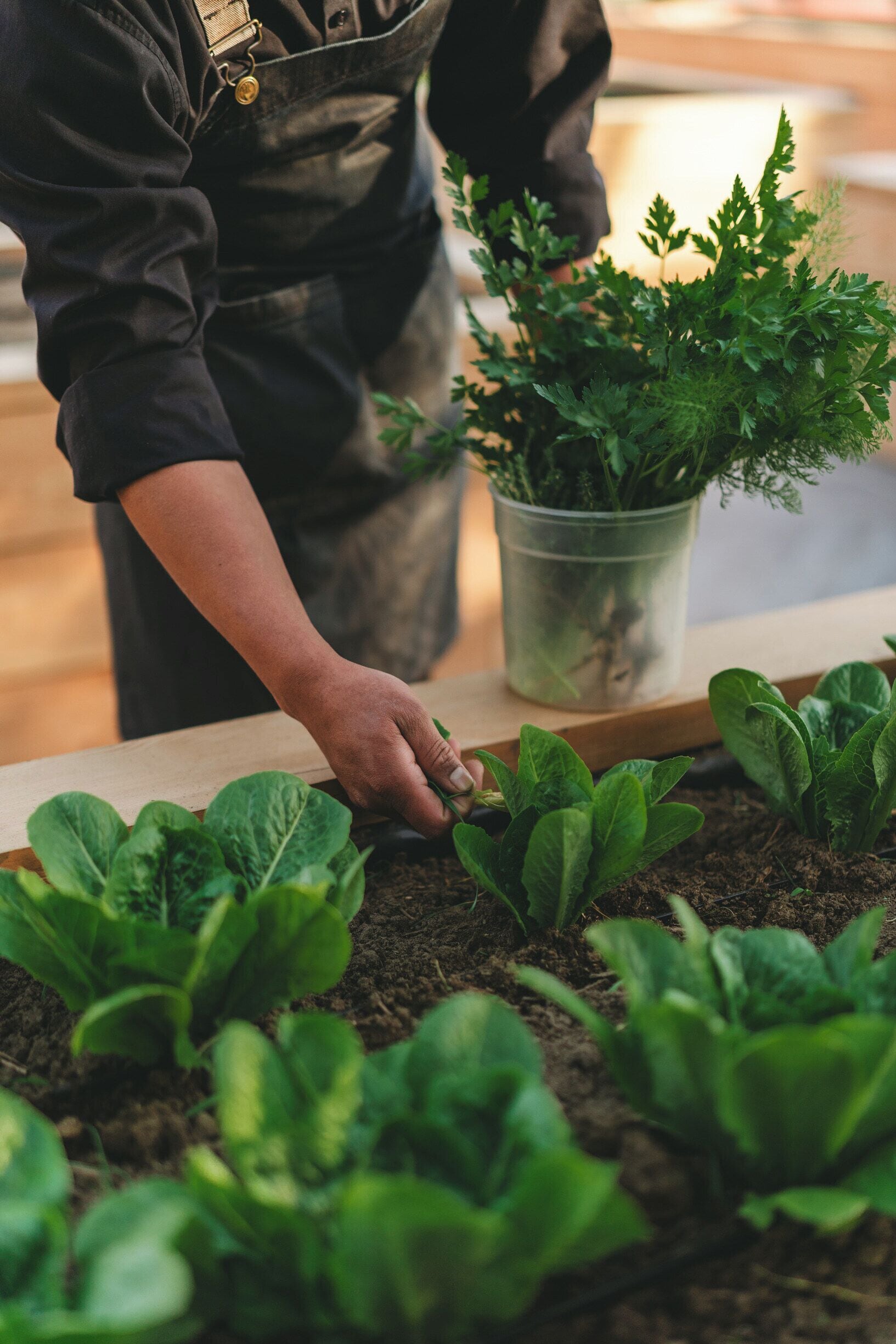 Iemand verzorgt een tuin met verschillende groene planten.