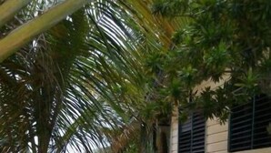 Un sendero de concreto que conduce a una playa, bordeado por palmeras y una cerca de madera.