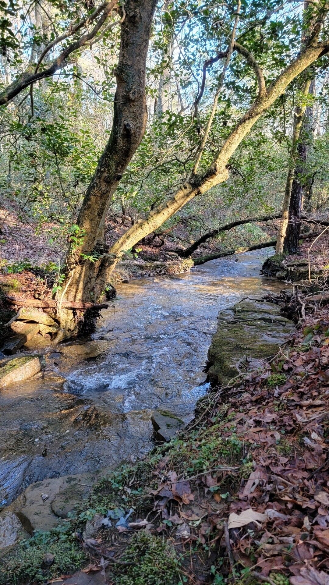 A forest stream with a fallen tree, surrounded by dense foliage and rocks.
