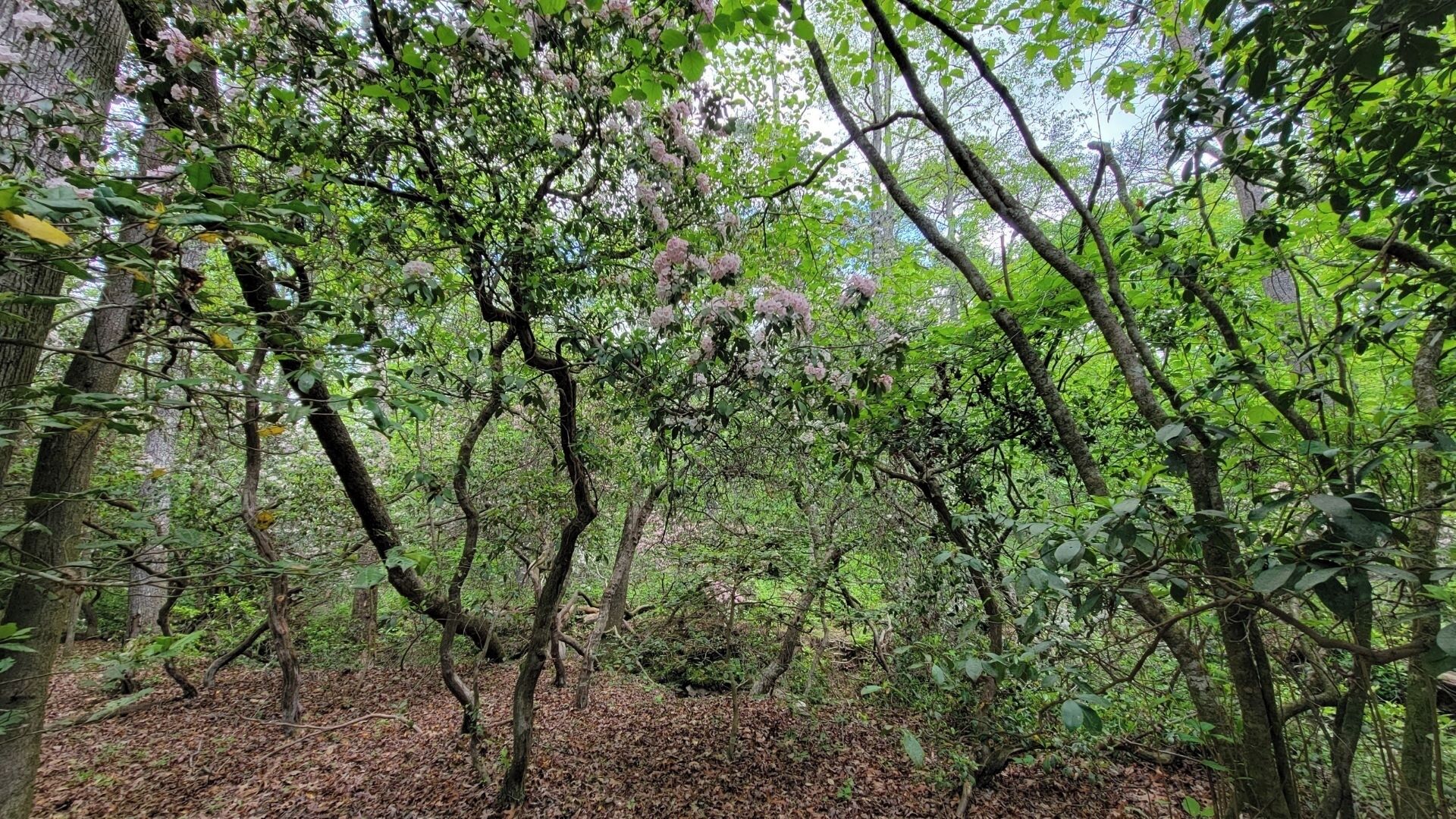 Une forêt dense, avec des arbres adultes et un sol recouvert de feuilles mortes.