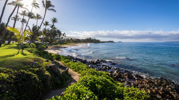 A coastal landscape with palm trees, a rocky shoreline, and a clear blue sky.
