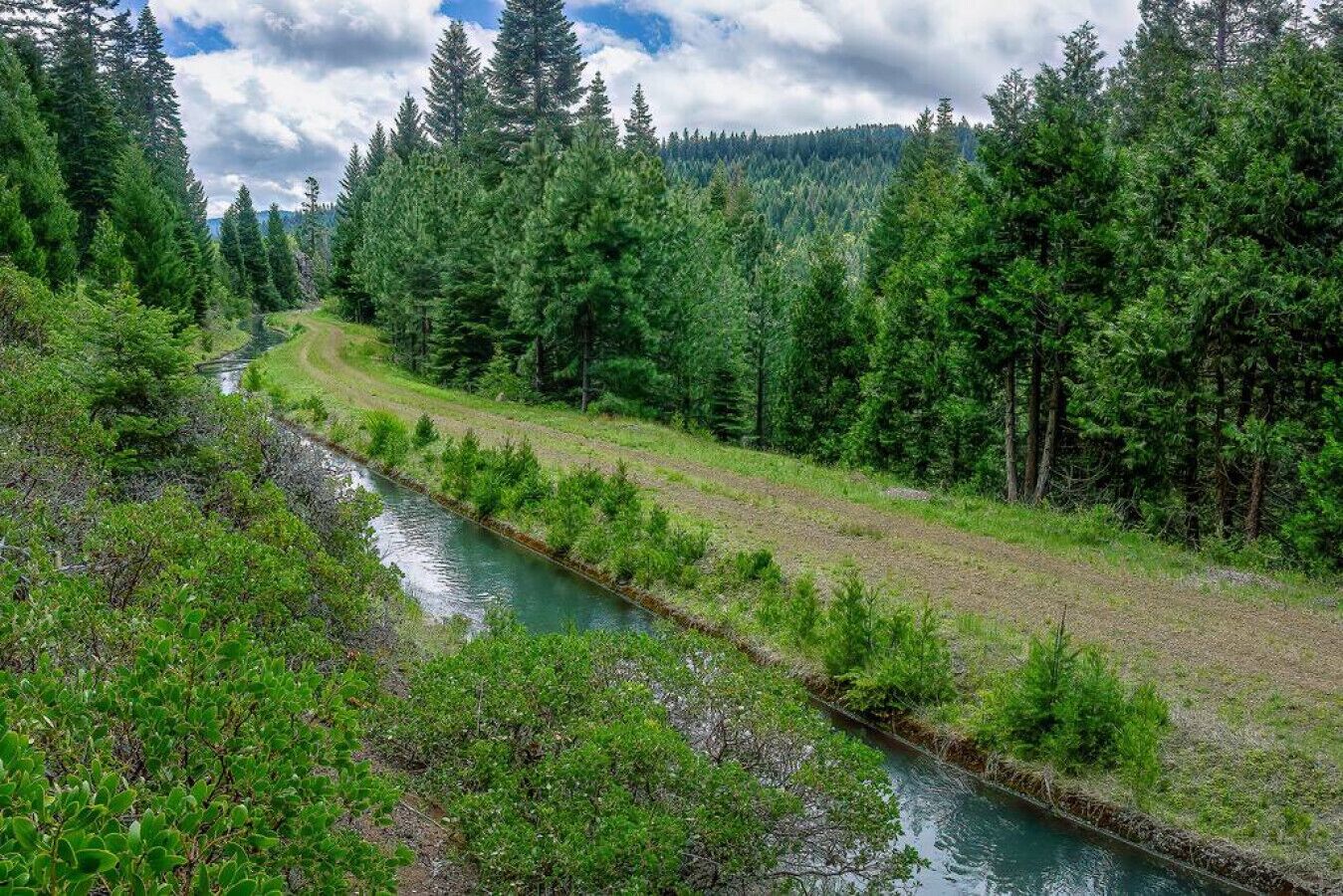 A river running through a forested area with dense trees and a clear sky.