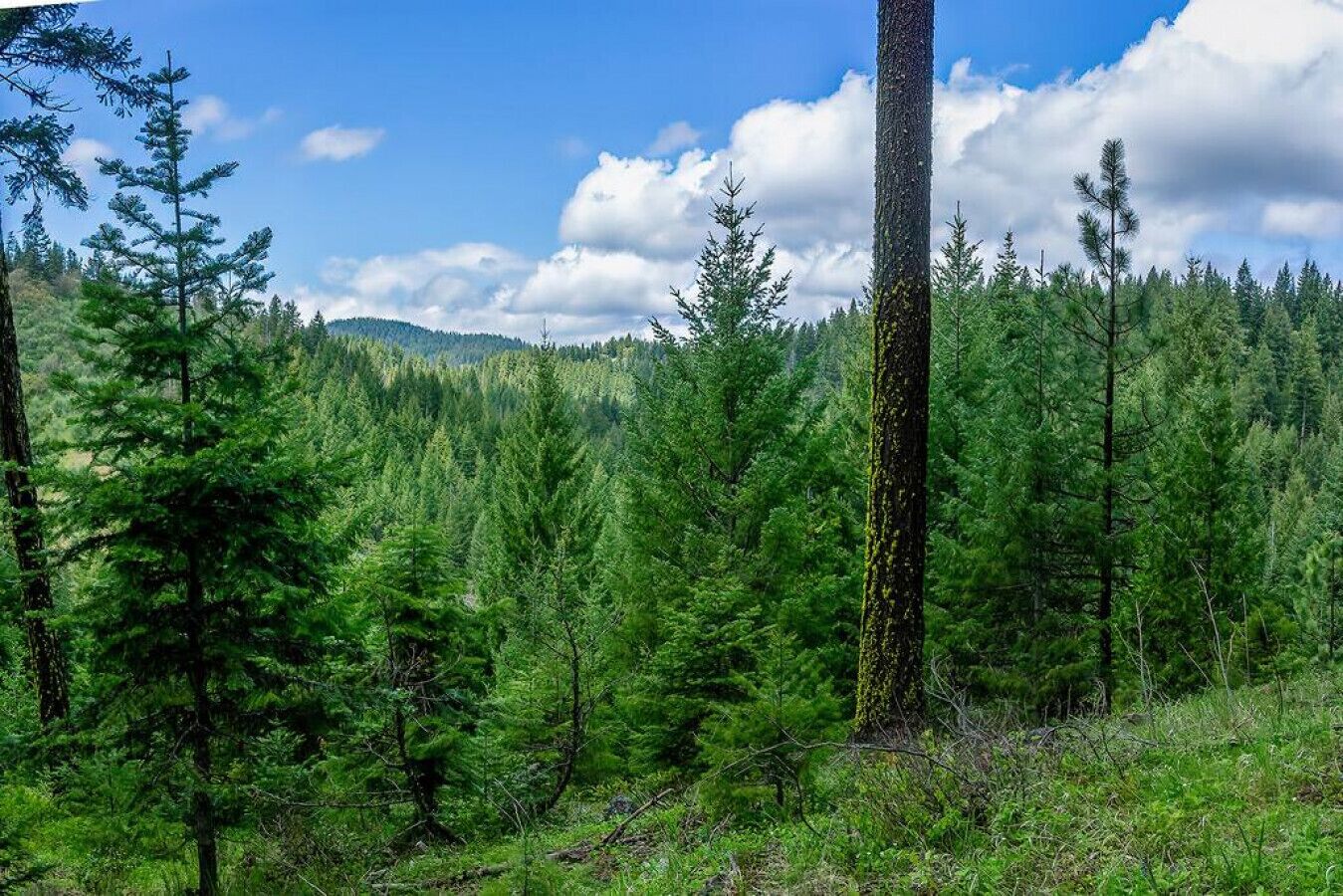 Un bosque denso con árboles altos y un cielo despejado.