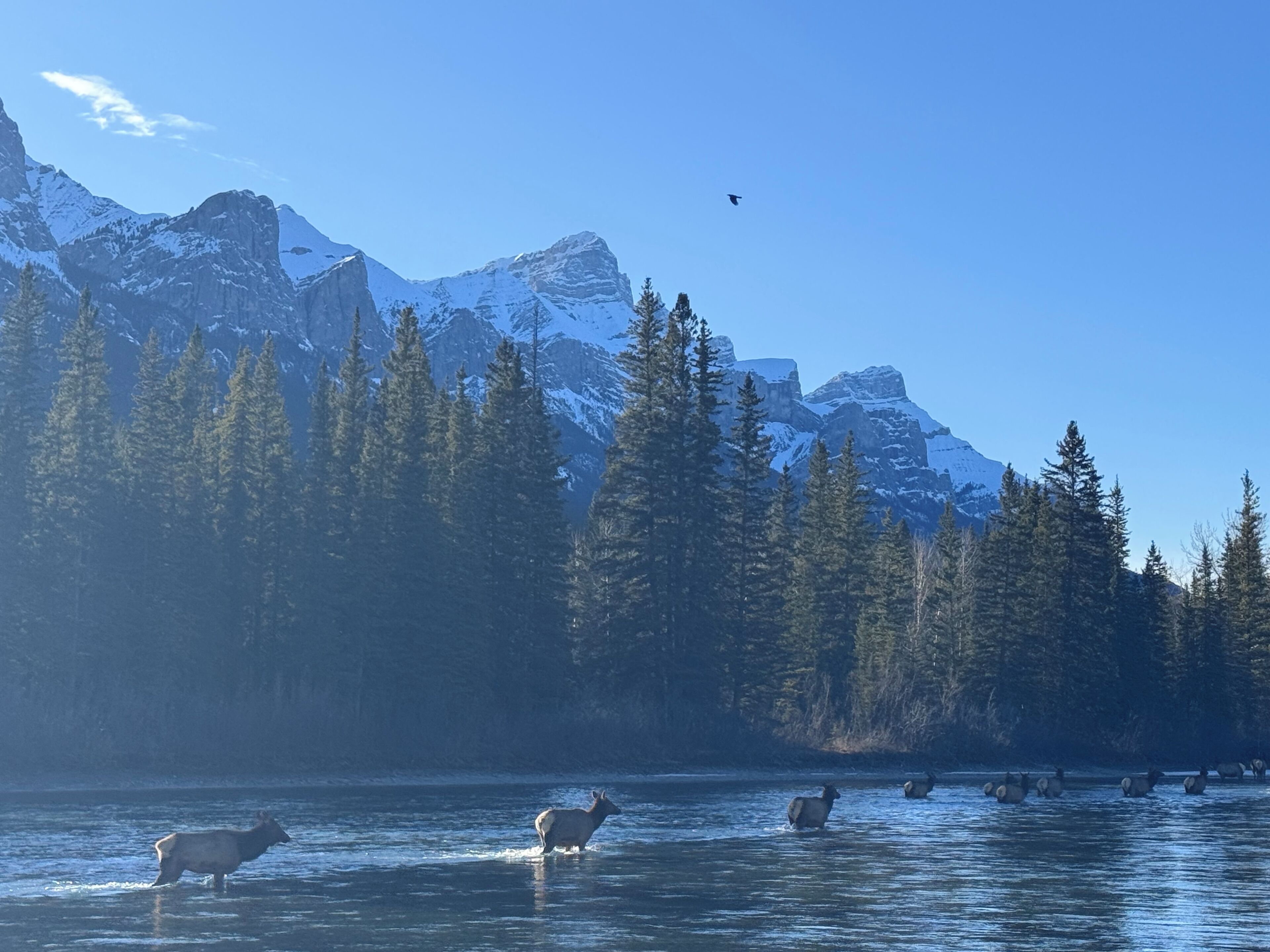 Ein See mit schwimmenden Elchen, umgeben von schneebedeckten Bergen und dichten Nadelbäumen.