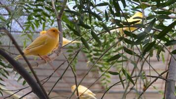 Un oiseau était perché sur une branche.