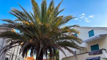 A palm tree in front of a building with a sign indicating 'Apartments' and 'Rooms.'