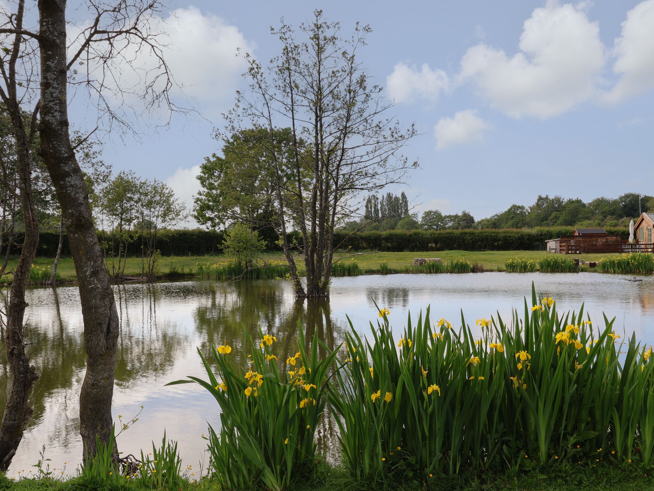 A tranquil pond surrounded by trees and yellow flowers, with a clear sky and distant buildings.