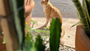 Een kat zit op een terras met planten in potten en een gebouw op de achtergrond.