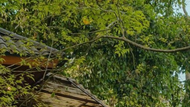 Una caseta d'arbriol amb terrassa de fusta i barana metàl·lica, envoltada de vegetació densa.