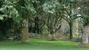 Un environnement naturel avec des arbres et de l’herbe.