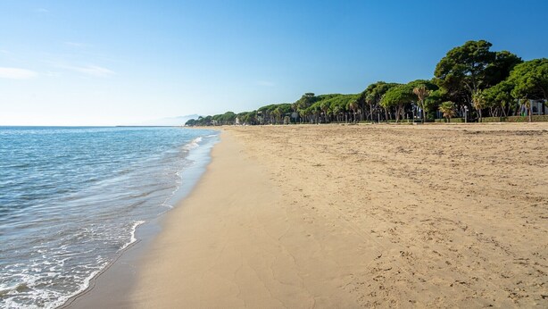 Ein Strand mit sandigem Ufer, blauem Himmel und einer Baumreihe entlang des Wassers.