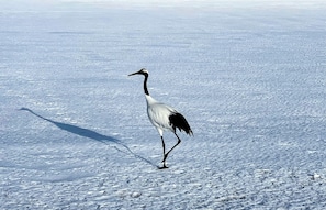 Esportes de neve e esqui