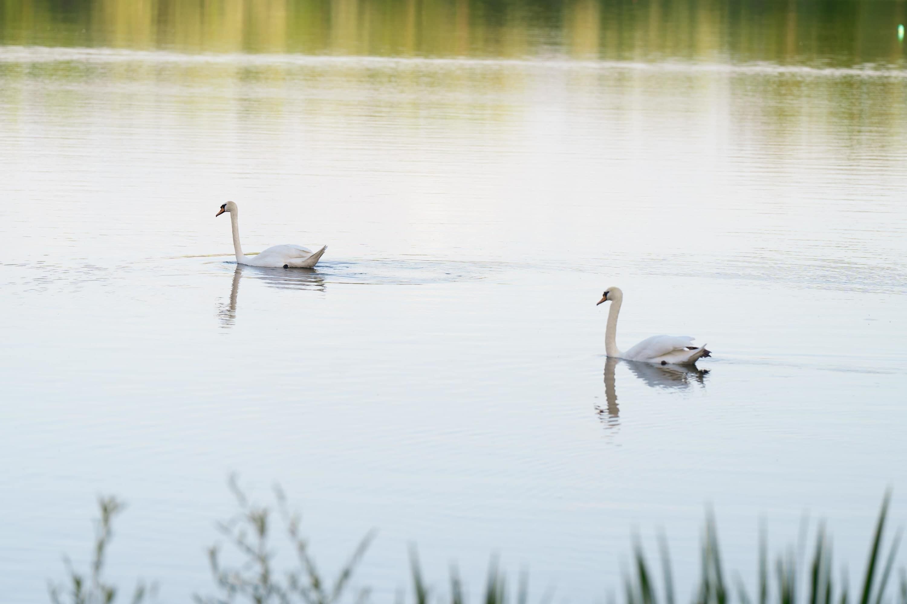 Two swans swimming in a calm body of water.