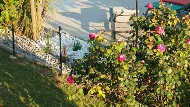 Ein Schwimmbecken, umgeben von üppiger Vegetation und verschiedenen Pflanzen.
