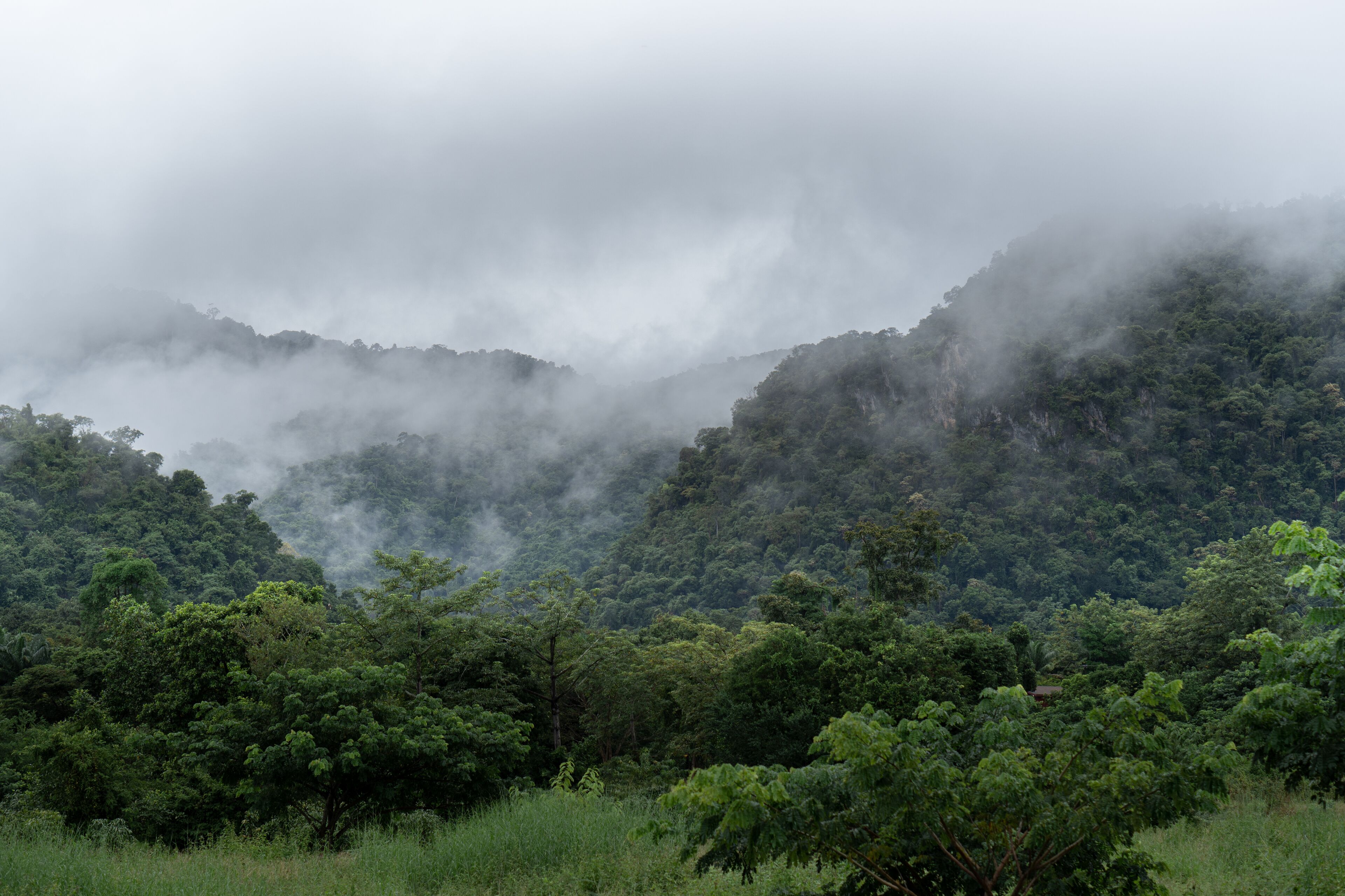 Un paisaje montañoso con bosque denso y niebla.