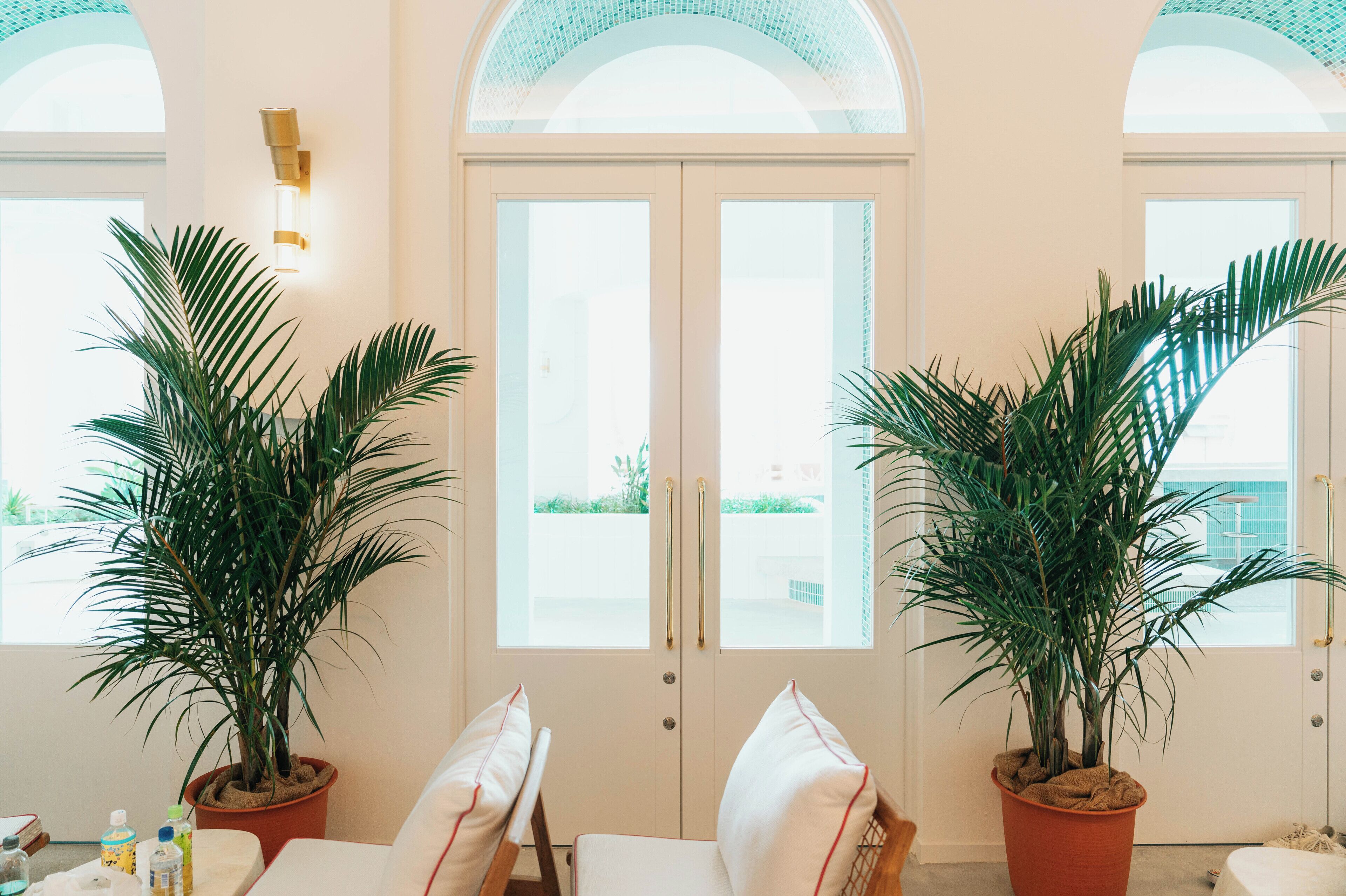 A room with two large potted palm trees, a white door with glass panels, and a wall-mounted light fixture.