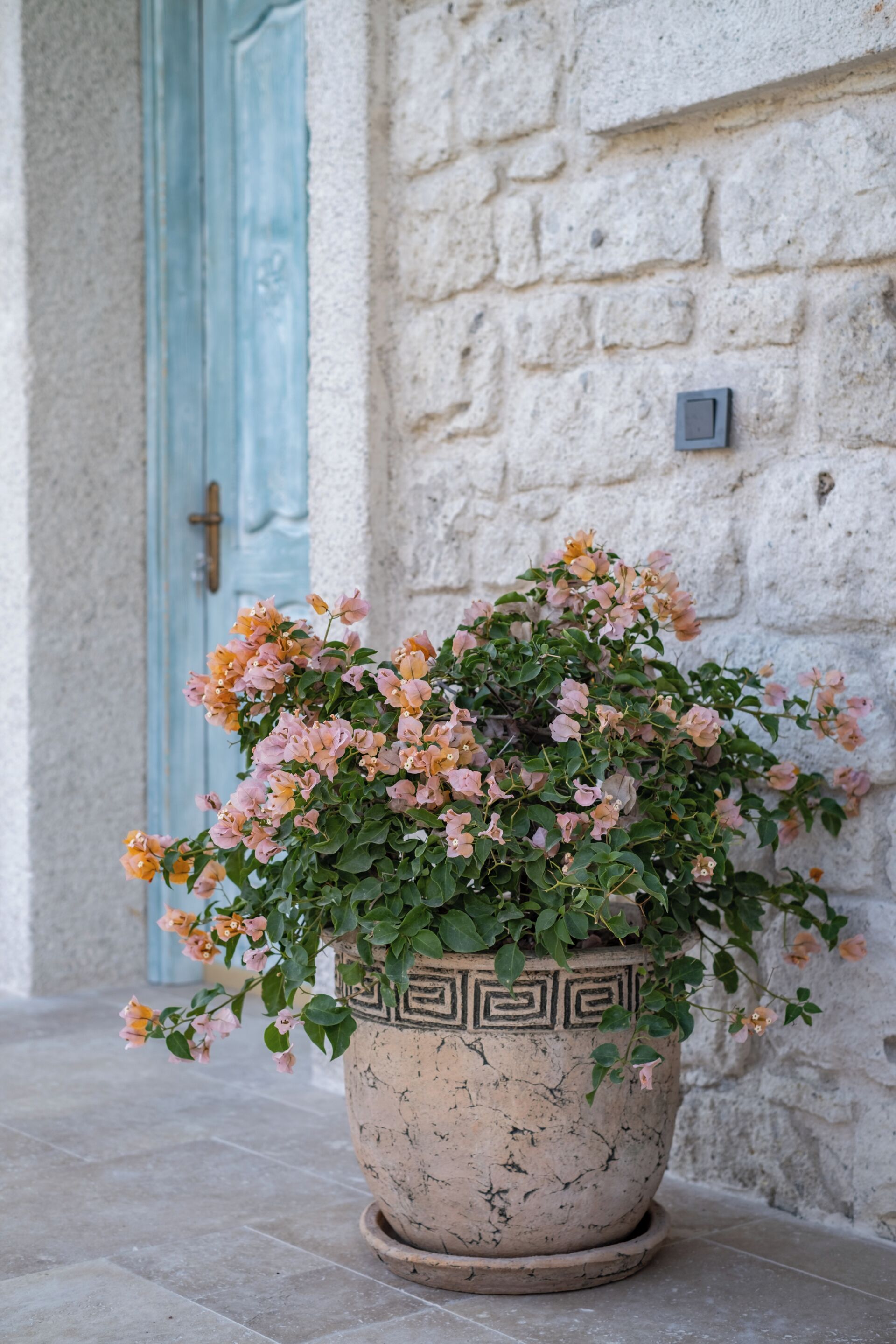 A potted plant with flowers in front of a stone wall and a blue door.