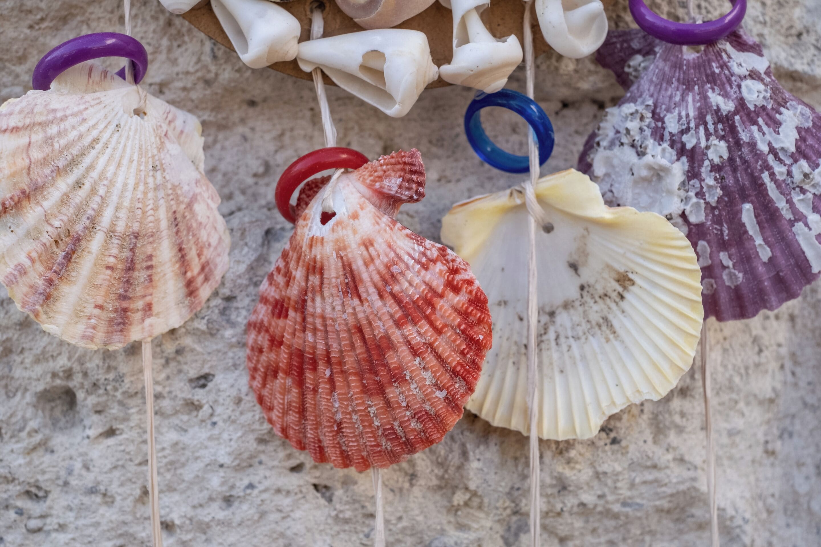 Une collection de coquillages accrochée au mur.
